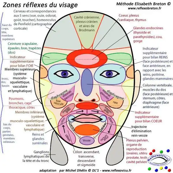 Réflexologie crânienne