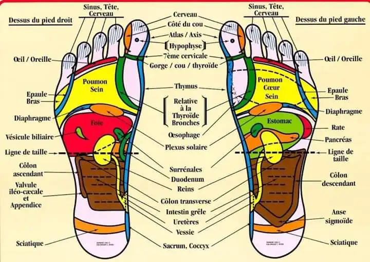 Réflexologie plantaire